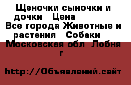 Щеночки-сыночки и дочки › Цена ­ 30 000 - Все города Животные и растения » Собаки   . Московская обл.,Лобня г.